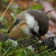 Mésange lapone