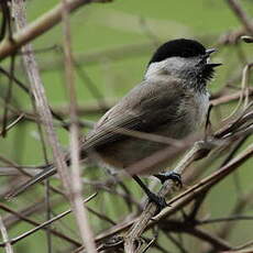 Mésange nonnette