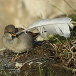 Moineau domestique