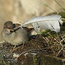 Moineau domestique