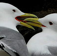 Mouette tridactyle