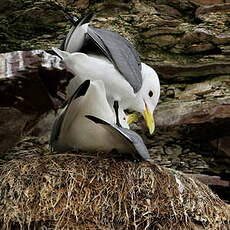 Mouette tridactyle