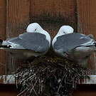 Mouette tridactyle