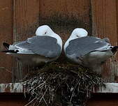 Mouette tridactyle