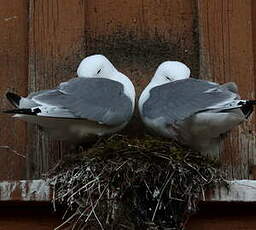 Mouette tridactyle