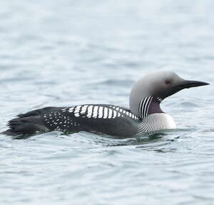 Plongeon arctique