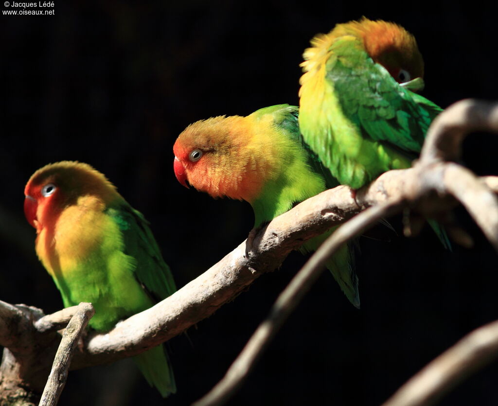 Fischer's Lovebird