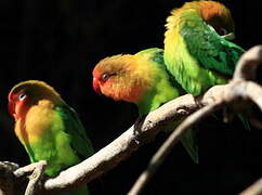 Fischer's Lovebird