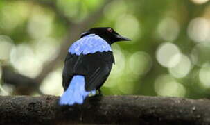 Asian Fairy-bluebird