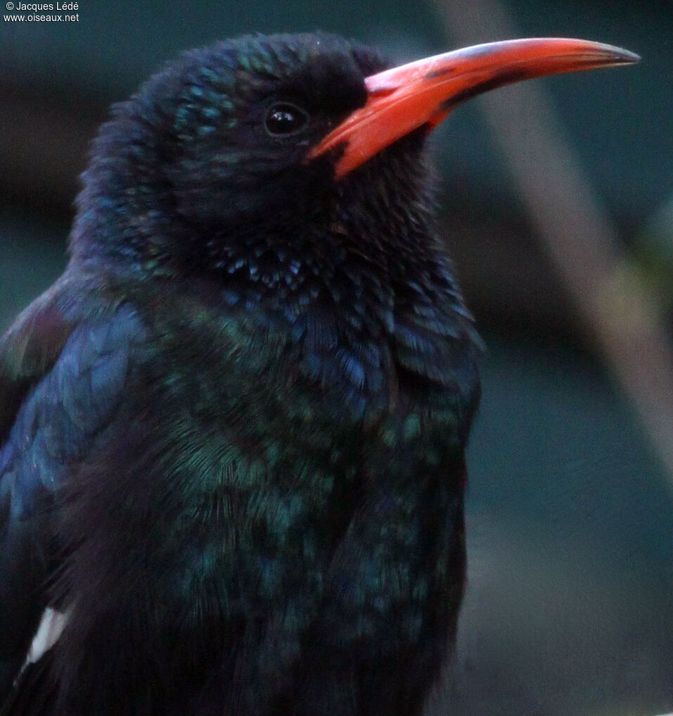 Green Wood Hoopoe