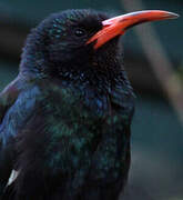 Green Wood Hoopoe