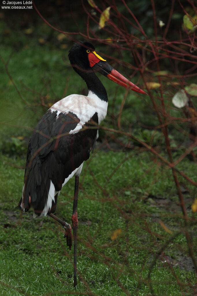 Saddle-billed Stork