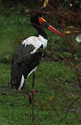 Saddle-billed Stork