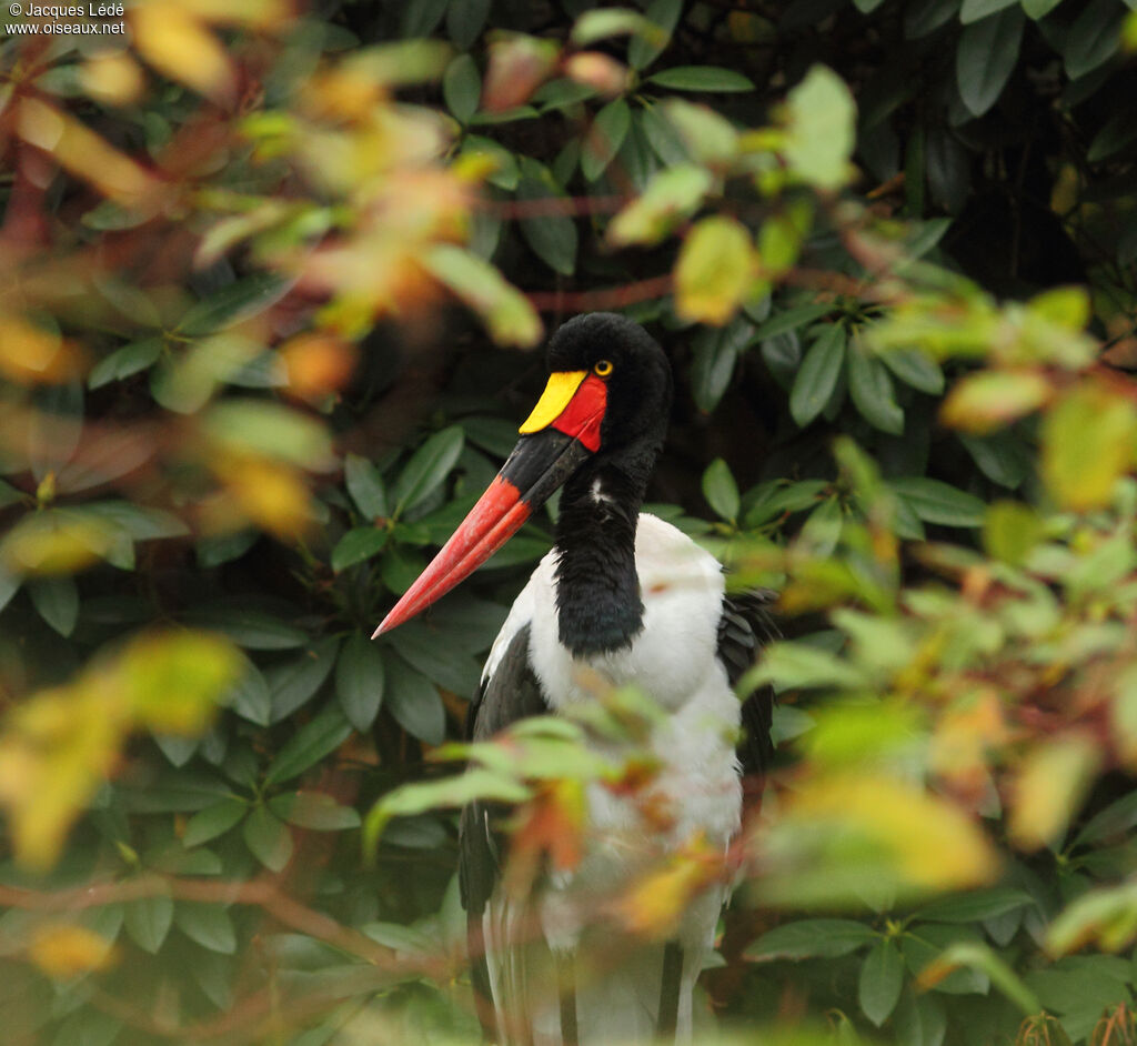 Saddle-billed Stork