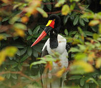 Saddle-billed Stork