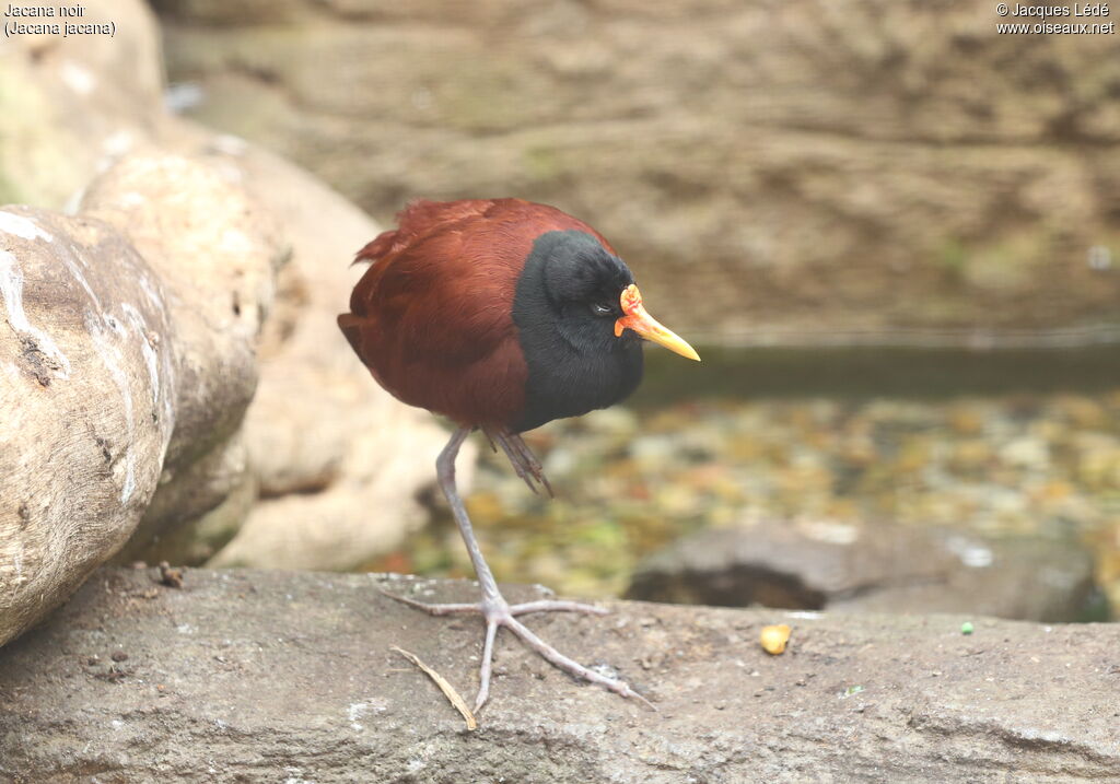 Wattled Jacana