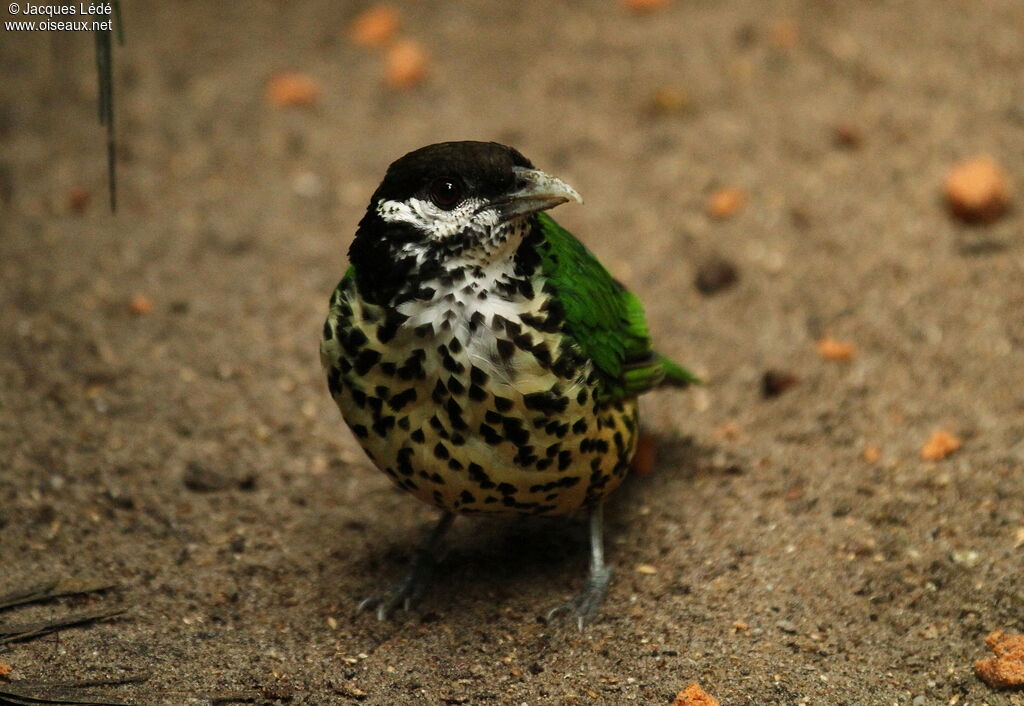 White-eared Catbird