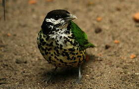 White-eared Catbird