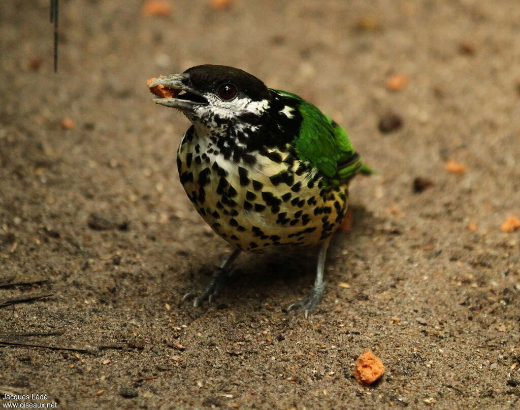 White-eared Catbird