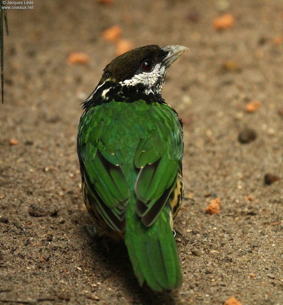 White-eared Catbird