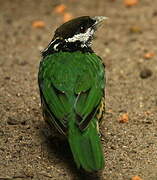 White-eared Catbird