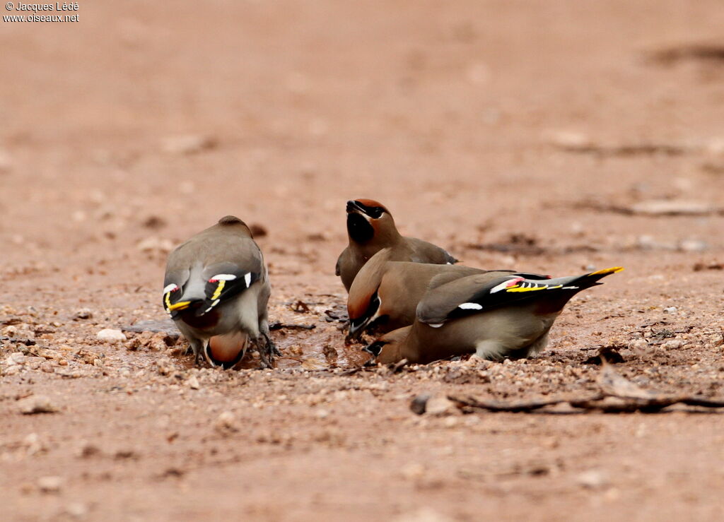 Bohemian Waxwing