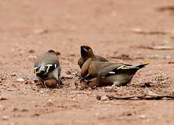 Bohemian Waxwing