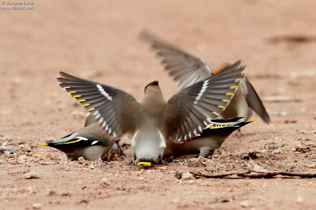 Bohemian Waxwing