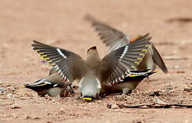 Bohemian Waxwing