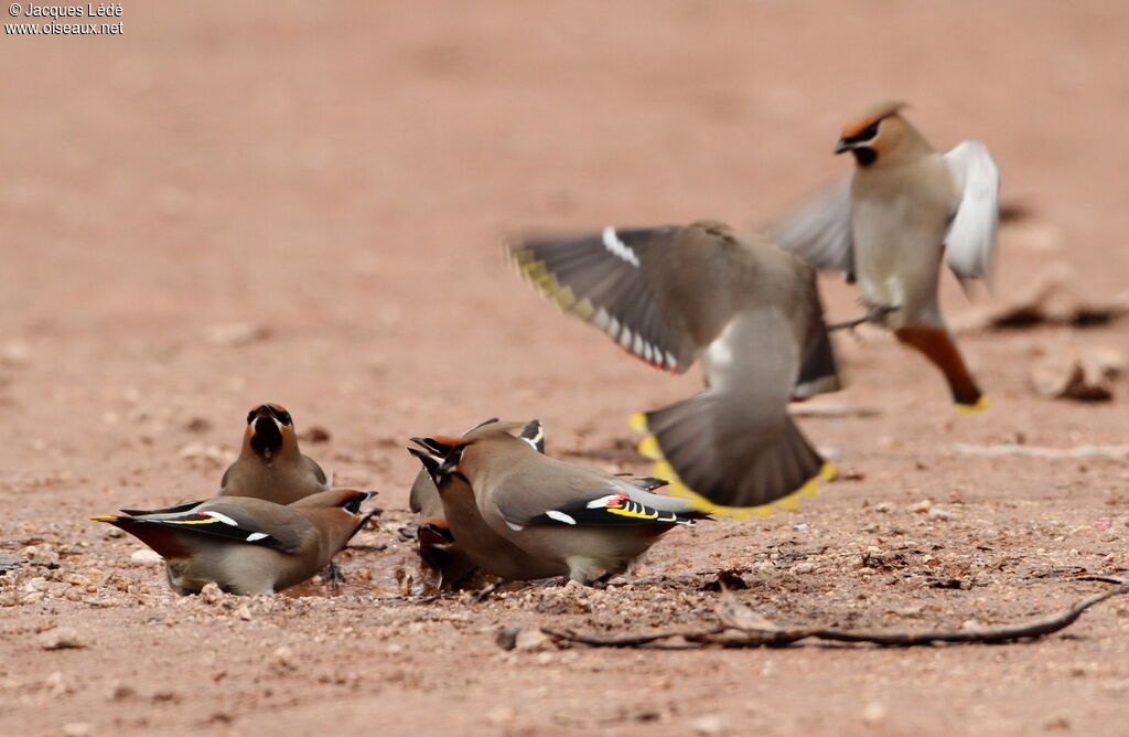 Bohemian Waxwing