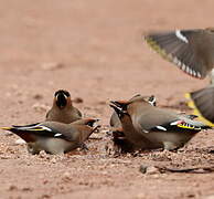 Bohemian Waxwing