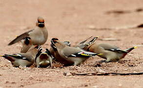 Bohemian Waxwing