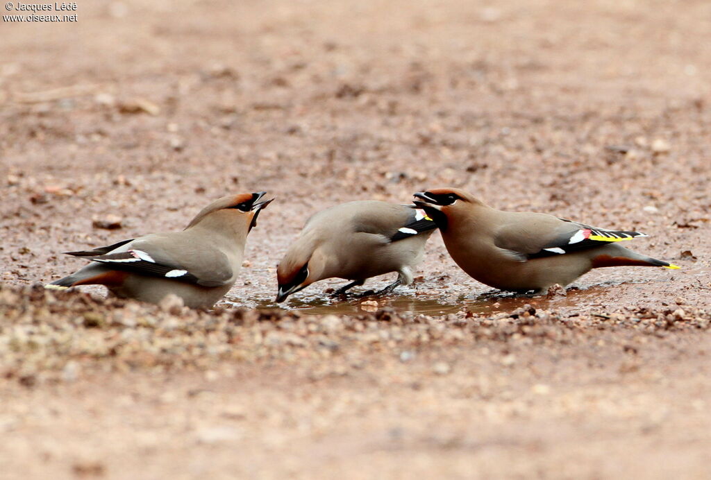 Bohemian Waxwing