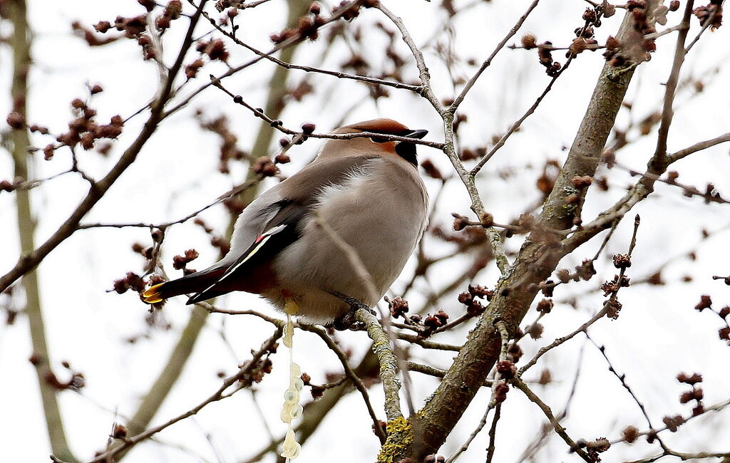 Bohemian Waxwing