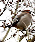 Bohemian Waxwing