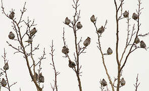 Bohemian Waxwing