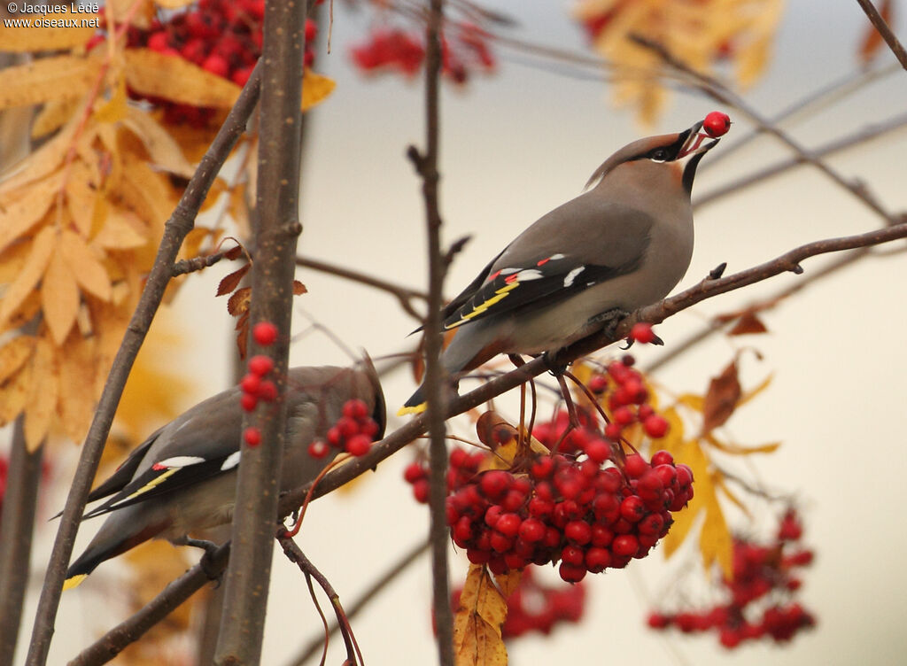 Bohemian Waxwing