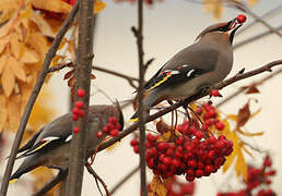 Bohemian Waxwing