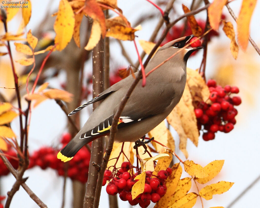 Bohemian Waxwing