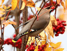 Bohemian Waxwing