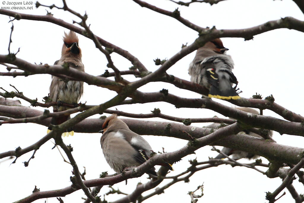 Bohemian Waxwing