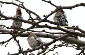 Bohemian Waxwing