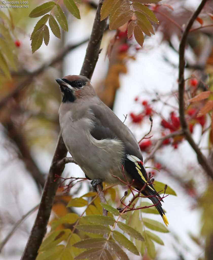 Bohemian Waxwing