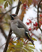 Bohemian Waxwing