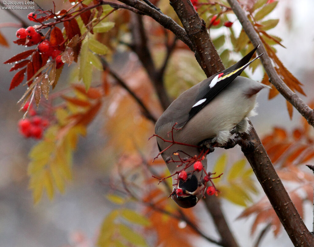 Bohemian Waxwing