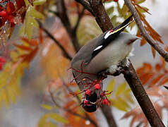 Bohemian Waxwing