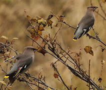 Bohemian Waxwing