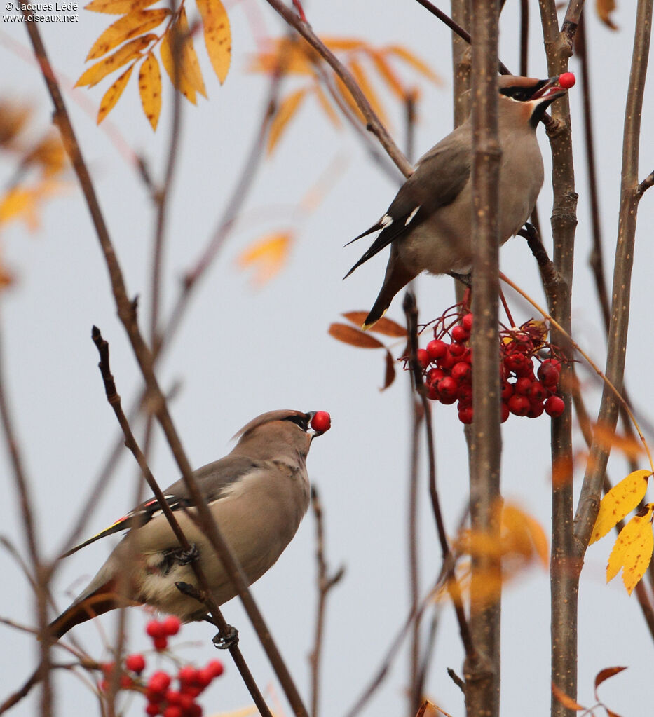 Bohemian Waxwing