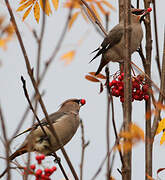 Bohemian Waxwing