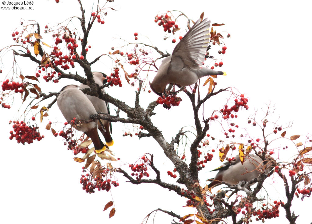 Bohemian Waxwing